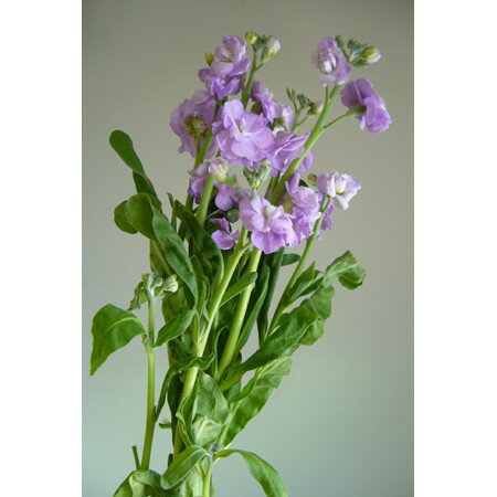 【生花】スプレーストック(うす紫)マリンカルテットなど 60cm〜【OR-5】[5本]