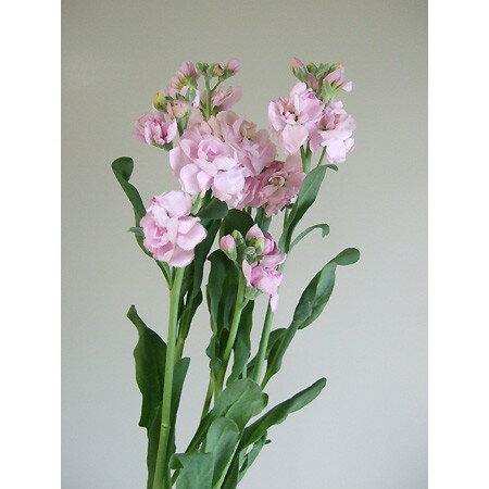 【生花】スプレーストック（淡ピンク）チェリーカルテットなど　60cmー【OR-5】[5本]