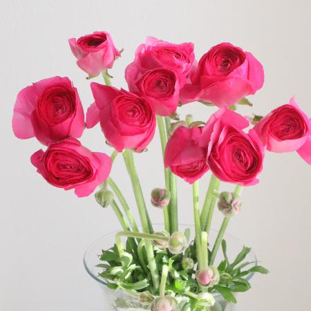 【生花】ラナンキュラス　紅てまり（濃いピンク）：香川県オリジナル品種[10本]