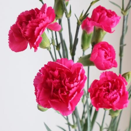 【サイズ】約60cm　コロンビア　ダークピンク　ローズピンクアレンジメントの定番アイテム。花もちもよく扱いやすいお花。品種はおまかせ、写真は一例です。入荷によりつぼみの具合は異なりますが、一輪（STD）タイプで6〜8部咲き程度、スプレータイプですと入荷時開花1輪〜3輪程度が目安。※あくまで目安としてお考え下さい。開花具合のご要望は承れませんのでご容赦ください。花びらの出ているつぼみは、ガクを外側に折り返し、花びらをやさしく広げてあげるとある程度開花させることができます。-
