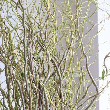 【生花】雲竜柳 1M程度 茨城県 【早締切-74】【OTHY】※新芽掃除してあります。[5本]