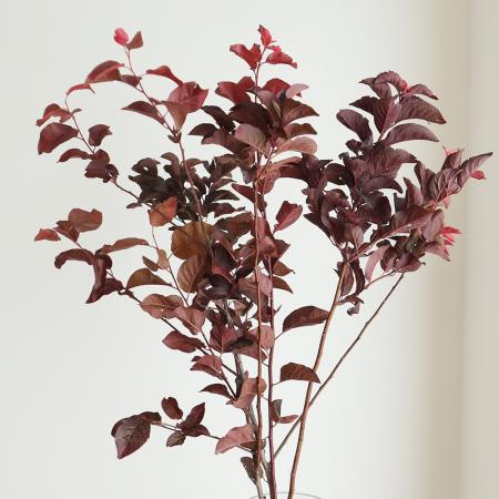 【生花】ベニスモモ（枝物）100cm程度【OT】埼玉県ほか[5本]※届日限定：11/23まで