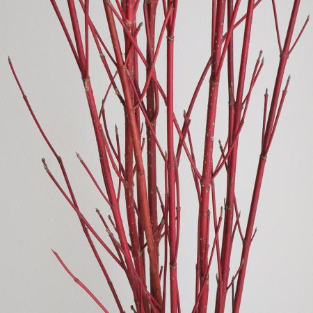 【生花】サンゴミズキ（100cm程度）【OT】茨城県ほか※時期により発色異なる[5本]