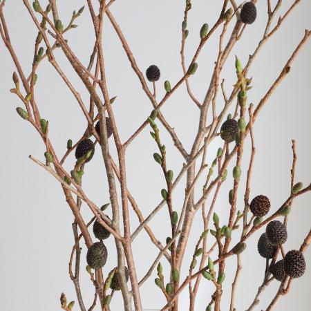 【生花】ヤシャブシ実付き（50センチ～）【早締切-74】[5本]