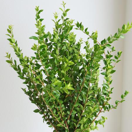 【生花】銀香梅（ギンコウバイ）60CM-【OT】[10本]