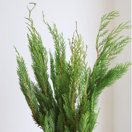 【生花】シノブヒバ（60cm程度）【IT-29】[5本]