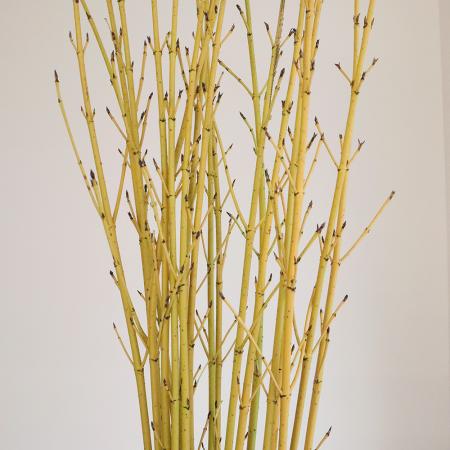 【生花】黄金ミズキ（黄）100CM程度【OT】茨城県ほか[5本]