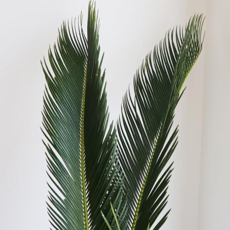 【生花】ソテツの葉（80cm程度）【OR-5】[10本]