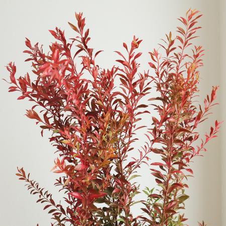 【生花】雪柳（紅葉染め）1M程度　茨城県ほか【OT】[5本]のサムネイル