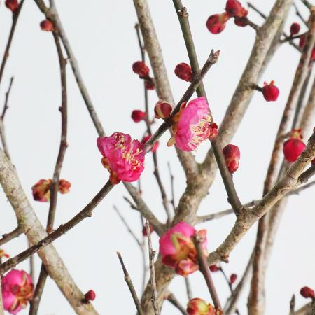 【生花】紅梅（1M程度）福島県ほか【OT】 ※届日限定：12/23以降[5本]