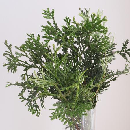 【生花】アスナロ（枝）40～50cm程度【OT】[5本]