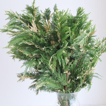 【生花】長作園のコニファー マーブルクレスト（白斑入り） 60cm程度【FJ】[5本]※届日限定：11/30まで