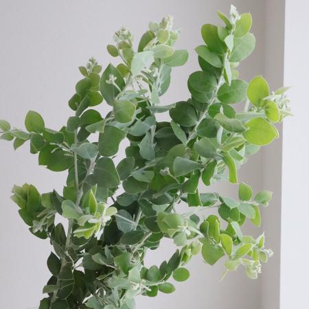 【生花】長作園の真珠葉アカシア　60-70cm程度※花なし【FJ】[10本]