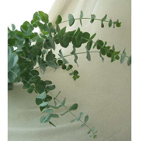 【生花】丸葉ユーカリ＜ロング80cm程度＞ 銀世界ほか 【OT】福島県ほか[5本]