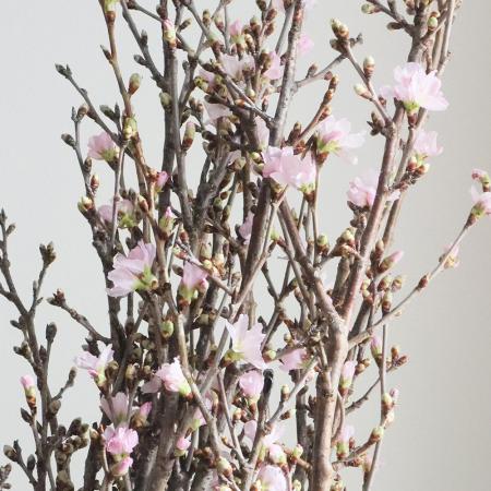 【生花】啓翁桜（1m程度）山形県など 【OT】※届日限定：12/23以降[5本]
