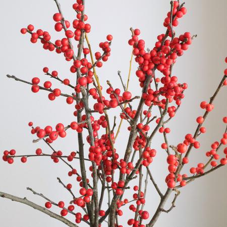 【生花】ロング・ウインターベリー（80cm） JA夢みなみ　【FJ】[1本]