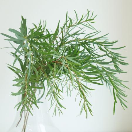 【生花】国産ユーカリ　ニッコリー（50cm程度）【OT】長野県ほか[5本]