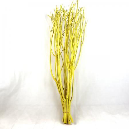 【生花/即日】【ドライ】京友禅染みつまた（菜の花） SS70 10本[1束]