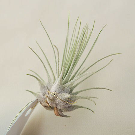 【生花/鉢】エアプランツMサイズ：フックシィ【F】[20個]※届日限定：予約10日前※届日限定：8/23以降