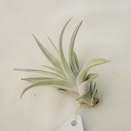 【生花/鉢】エアプランツMサイズ：ハリシィ【F】[20個]※届日限定：予約10日前