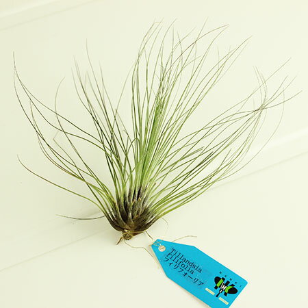 【生花/鉢】エアプランツMサイズ：フィリフォリア【F】[20個]