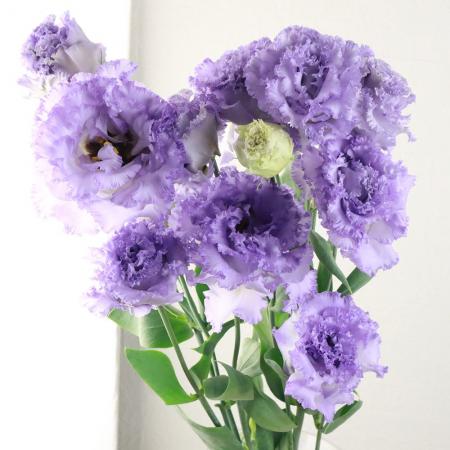 【生花】トルコギキョウ　NFラベンダー（青みのうす紫/フリンジ系）【OR-13】[5本]