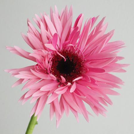 【生花】【さぎやま】ガーベラ　イギー(ピンク/濃いピンク芯黒 スパイダー)【FJ】[10本]