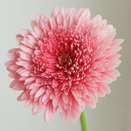 【生花】【さぎやま】ガーベラ　ピギー（八重ピンク）【FJ】[10本]