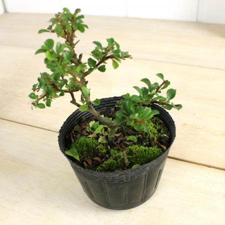 【送料無料】【生花/鉢】紅長寿梅（赤）3.5寸　※花・葉は時期によります　※北海道・九州・沖縄は別途送..