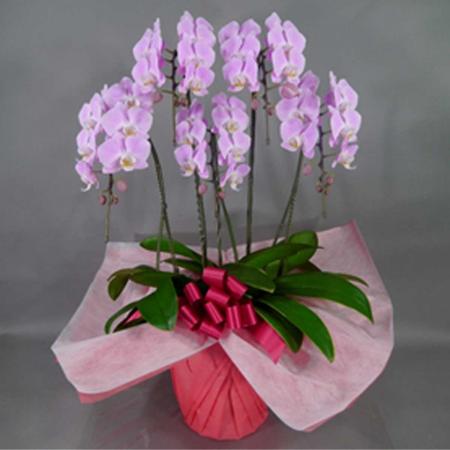 【送料無料】【生花/直送】ミディ胡蝶蘭 ピンク5本立ち ※北海道は送料加算あり 【AG】[1鉢]※届日限定：予約1週間前