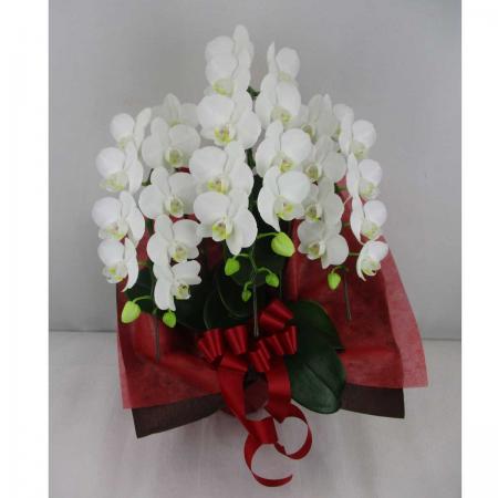 【送料無料】【生花/直送】ミディ胡蝶蘭　白3本立ち ※北海道は送料加算あり 【AG】[1鉢]※届日限定：予約1週間前