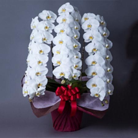 【送料無料】【生花/直送】胡蝶蘭 白大輪 3本立ち 5L ※北海道は送料加算あり 【AG】[1鉢]※届日限定：予約1週間前