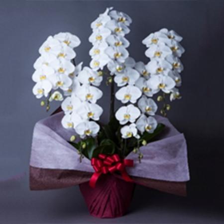 【送料無料】【生花/直送】胡蝶蘭 白大輪 5本立ち 3L ※北海道は送料加算あり 【AG】[1鉢]※届日限定：予約1週間前