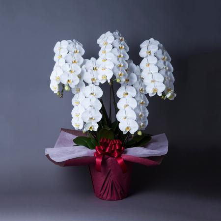 【送料無料】【生花/直送】胡蝶蘭 白大輪 5本立ち 4L ※北海道は送料加算あり 【AG】[1鉢]※届日限定：予約1週間前