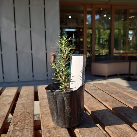 【送料無料】【生花/直送】ハーブ苗　ローズマリーセイレム ※ お届け日指定不可・お届けについて商品説..