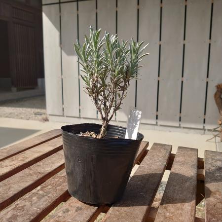 【送料無料】【生花/直送】ハーブ苗　ラベンダーグロッソ4号 ※ お届け日指定不可・お届けについて商品説明を必ずご確認下さい[1鉢]※届日限定：予約10日前