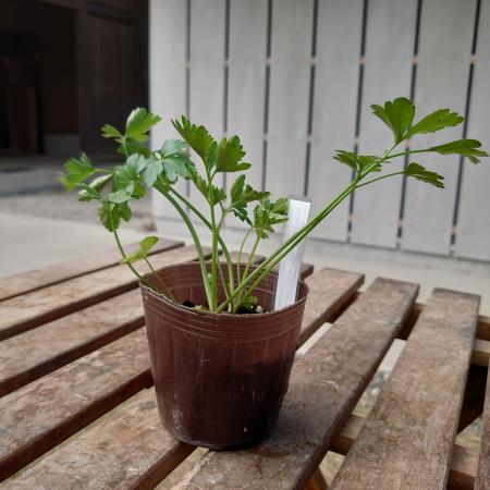 【送料無料】【生花/直送】ハーブ苗　イタリアンパセリ ※ お届け日指定不可・お届けについて商品説明を..