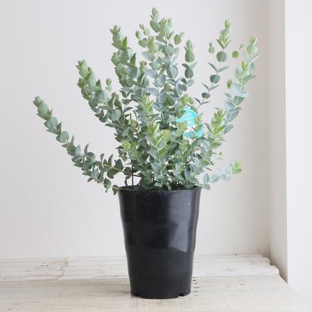 ユーカリアルビダ7寸鉢※北海道・九...