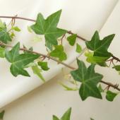 【生花】【日野】アイビーグリーン（60cmグリーン）[10本]