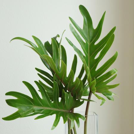 【生花】クッカバラ（グリーン）Mサイズ【OT】沖縄県【早締切-74】[10本]※届日限定：予約1週間前