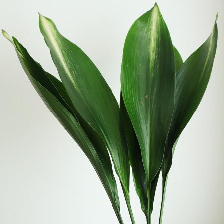 【生花】旭ハラン　60センチ程度【FJ】[5本]