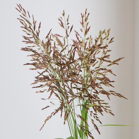 【生花】日本草花園のチョコレートグラス(6-70センチ）【OT】[10本]