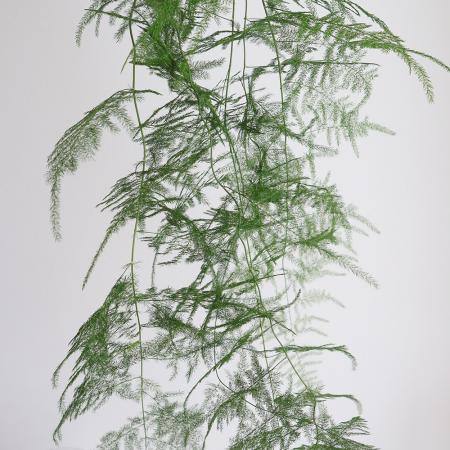 【生花】南原農園　ロングアスパラ　プルモーサスナナス　100cm程度　【早締切-71】[10本]※届日限定：予約1週間前