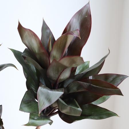 【生花】ドラセナ　パープルコンパクタ　50センチ程度　※入荷少【OT】[5本]