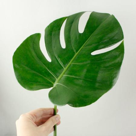 【生花】モンステラSS（15〜20cm程度）【OT】[5本]