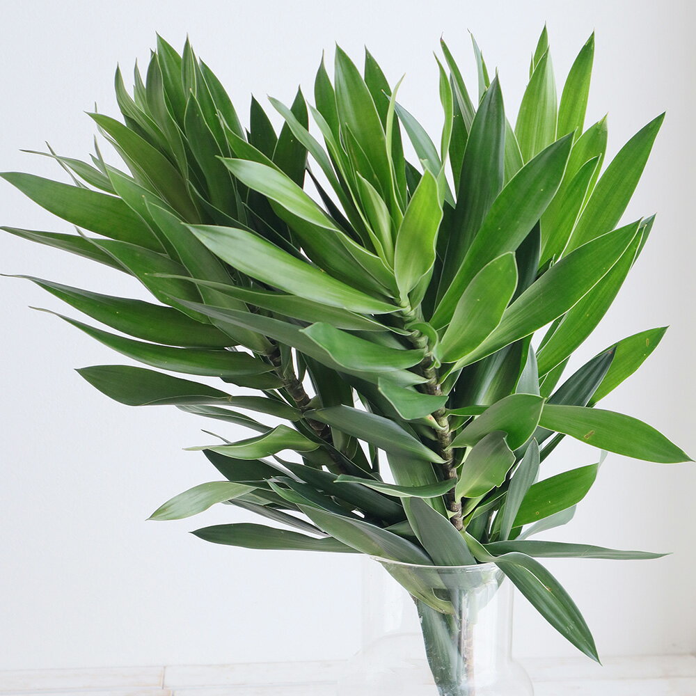 【生花】ドラセナ　リフレクサ（グリーン斑なし）60cm程度【OT】ヒュージェ[5本]