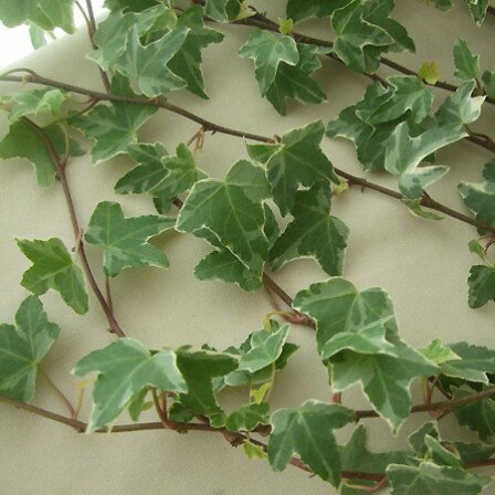 【生花】【日野】アイビー　グレーシャー（長物　80cm）[10本]