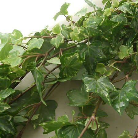 【生花】【日野】アイビー　ハーレキン 60cm[10本]