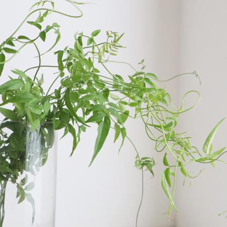 【生花】【日野】ハゴロモジャスミンのつる　50センチ[10本]