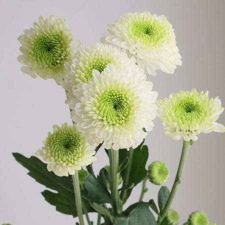 【生花】スプレーマム フェリー（ぽんぽん咲き） ■届日限定：12/20-30：JFDお正月[10本]のサムネイル